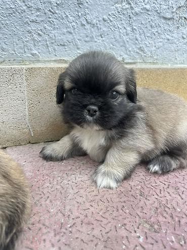 həyət itləri: Pekines — 8