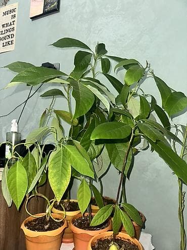monstera bitkisi: 30-120 azn Məhsul: Ev şəraitində yetişdirilmiş avokado fidanları — 2