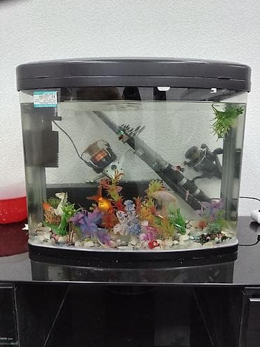 aqvarium: Tam ideyal vezyetde di hava sisdemi isdiliy sisdemi var 20 ye yaxin — 4