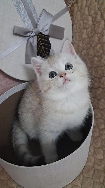 Şinşilla, Dişi, Yaxşı əllərə, Ünvandan götürmə, Ödənişli çatdırılma