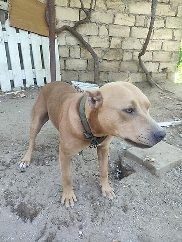 pitbul fiyatları: Pitbul — 2