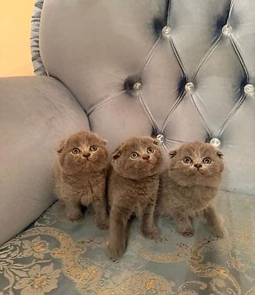 pişik balasi: Şotland yastı qulaq — 1