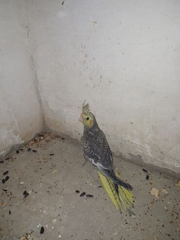 ucuz papuqaylar: Yeni yeme dusub esil ele orgetmeyin vaxtidi — 3