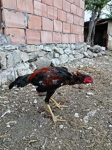 yumru akvarium satisi: Məhsul: Cins xoruz (uzunayaqlı, sərt bədən quruluşlu) Təsvir: - Rəng — 2