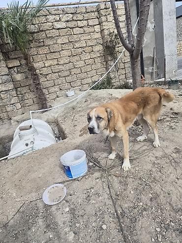 it şəkilləri: Qurdbasar, Peyvəndli — 3