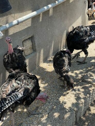 hinduşqa yumurtası: Dişi, Amerika, Damazlıq, Ünvandan götürmə — 3