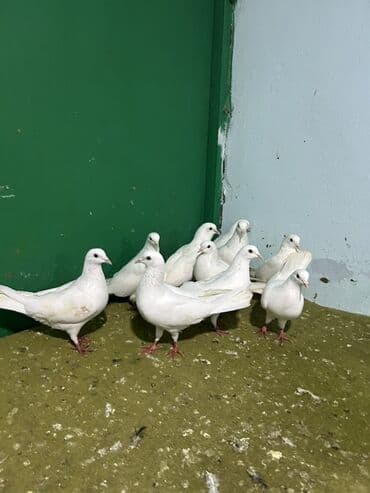 Akvariumlar: Salam 9 dene heyvandi hamsi saglam ucuwdu quwdardi qiymet sondu ygb — 4