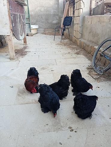 Cins toyuqlar cemi 5 ededi.4 fere .ve 1 xoruz.top qiymeti 150 manatdi