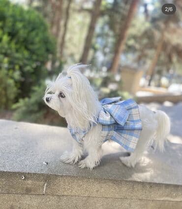 cib iti: Ana atasının Seklı var 1aylıq erkek bala Miniatür it balası – yığcam — 6