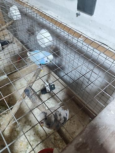 tutuquşu qiyməti: Hazır yumurtayan cür papuqaylar. Qəfəslərimdə yaponka toyuq saxlayacam — 4