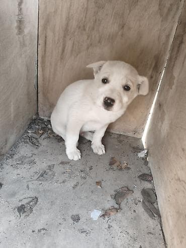 bakida at bazari: Ana it 20 AZN balaların 1ədədi 40 AZN ciddi alıcılara endirim olunacaq — 6