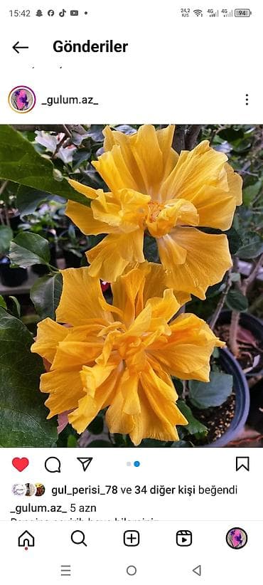 cin pulu: Bu rəng Üstü tumurcuqli var əldə 5 AZN — 1