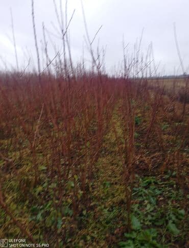 zeytun satilir: Sağlam meyvə tinglərin satişi çatdırılma pulsuz — 5