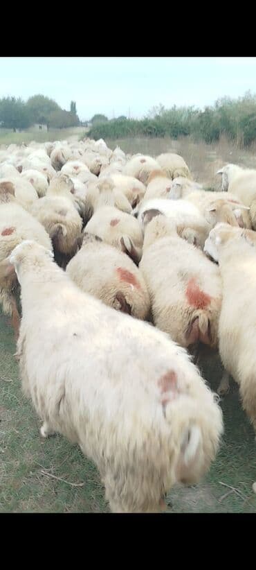 bakida cins ineklerin satisi: Dişi, il: 1, 50 kq, Damazlıq, Ünvandan götürmə — 5