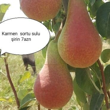 Karmen armudu lalafo.az -da Karmen armudu