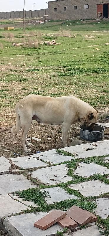 qoyun sekli: Kanqal, 3 il, Dişi, Peyvəndli — 5