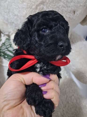 itlerin sekisi: Pudel — 8