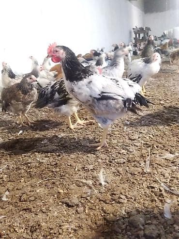 Toyuq, Bresse, Damazlıq, Ünvandan götürmə