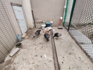 hinduşqa yumurtası: Dişi, Damazlıq, Ödənişli çatdırılma — 6