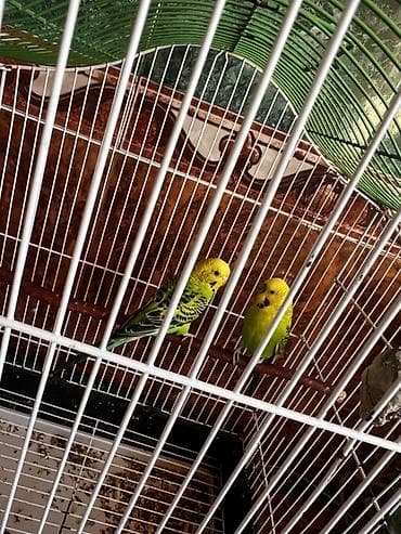 at sekilleri: Dalmatin və yaşıl-sarı rəng çalarlarında iki dalğalı tutuquşu — 1