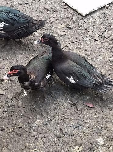 hid qusu: Muscovy ördəkləri və qarışıq yerli ördəklər satılır. Her qiymete var — 10