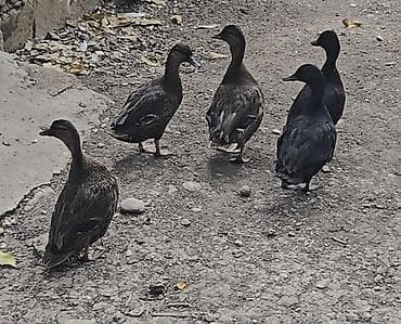 qara mal: Sizi hovuzlarinizücün rəngli karlik ördeyler gara xamilion call duck — 3