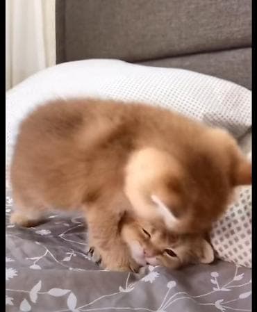 pişik sekilleri: Qızıl şinşilla, Dişi, Yaxşı əllərə, Ünvandan götürmə — 5