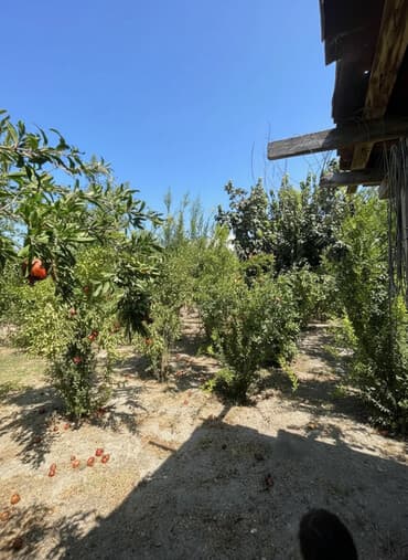 xudat kirayə evlər: 7 sot, Kənd təsərrüfatı, Mülkiyyətçi, Kupça (Çıxarış), Texniki pasport — 1