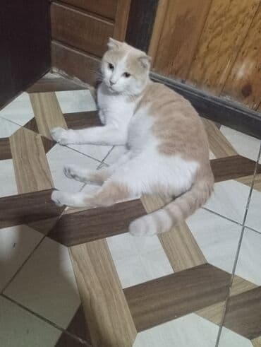 pişik daşıma: Şotland yastı qulaq — 1