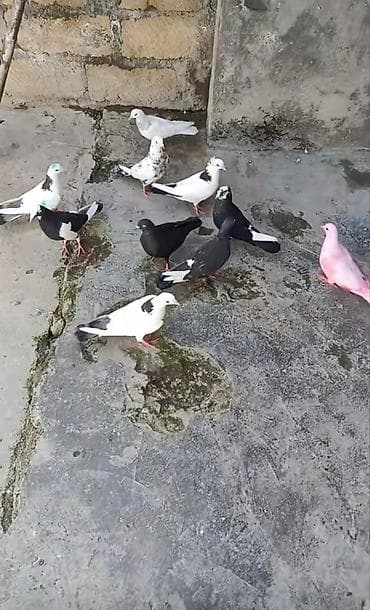 Salam qardaşlar heyvanlar satılır.Kom 120 manat. Ünvan Gəncə