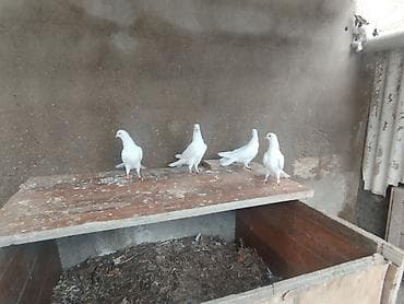 qus: 18 19 tüklərdi ağlar bir cüt nişannilar bir cütdü kövən balalardi cütü — 2