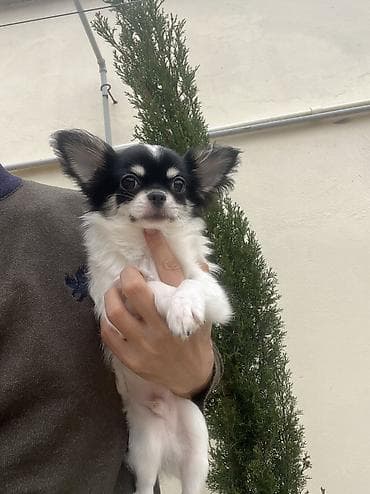 İtlər: Çixuahua, 6 ay, Erkek, Peyvəndli, Ödənişli çatdırılma — 2