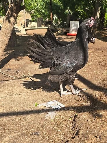 🐓 Satılır – 2 Aylıq Təmiz Qan Avstrolop Cücələri 95 ədəd sağlam və — 1