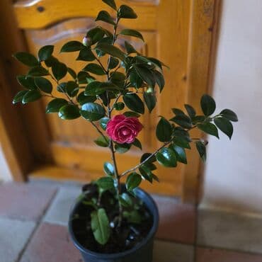 sabun gül buketi: Kameliya qarişiq rənglər — 4