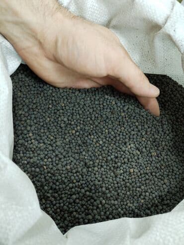 Akvariumlar: Bitki Quruntu, 5azn Akvarium baliglarinin satiwi 🦈 Danio baligi olcu — 1