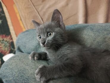 pisiklere qurd dermani nece verilir: Boz rəngli balaca pişik balası Salam. bu ayın 11i 4 cü ayına — 8