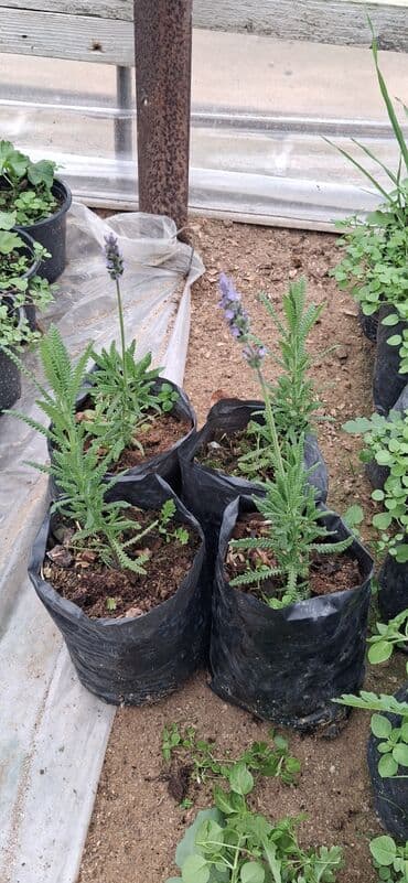 Саженцы деревьев: Lavanda (Lavandula) tingləri – ətirli, dekorativ və faydalı çoxillik — 9