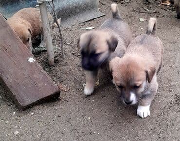 той пудель цена в баку: Çubuş zvonok balaları iki erkək . hərcür yeməyə başladılar — 2