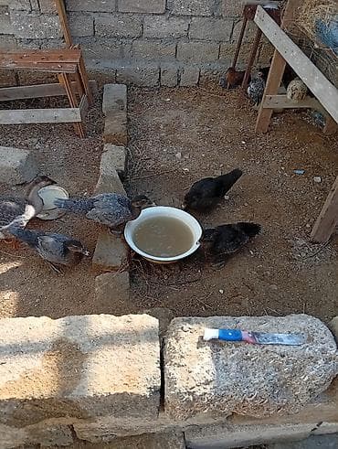kend cuceleri: Lal ördək 8 ədəd .1 ədəd qaZ. hamısına bir qiymət deyin set edərsə — 4