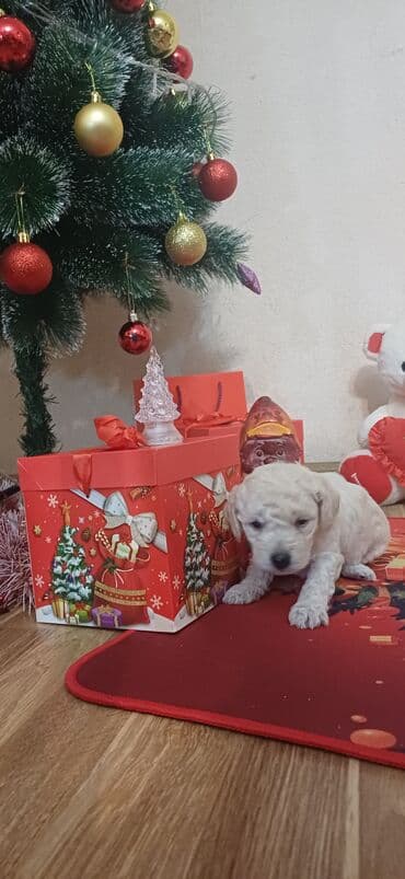 золотистый ретривер баку: Пудель, Самка, С прививками, Платная доставка — 5