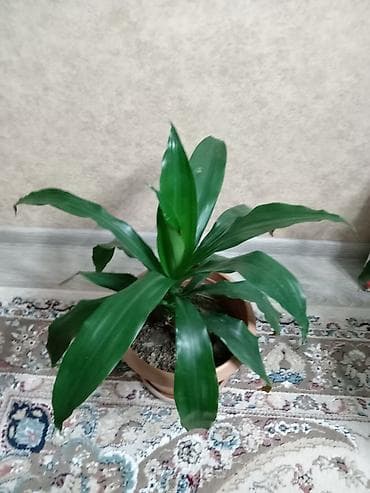 Çöl bitkiləri: Драцена 20 ман — 1