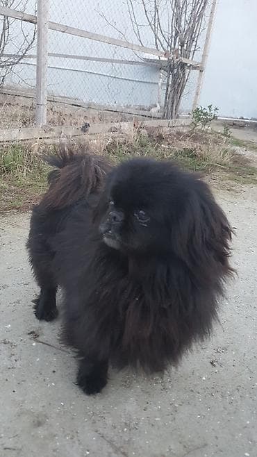 pomeranian boo satilir: Pekines, 1 il, Erkek — 3