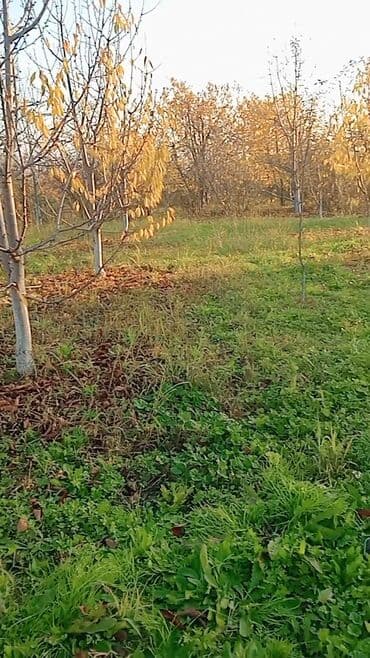 qobuda torpaq satilir 2020: 6 sot, Kənd təsərrüfatı, Makler, Kupça (Çıxarış) — 9