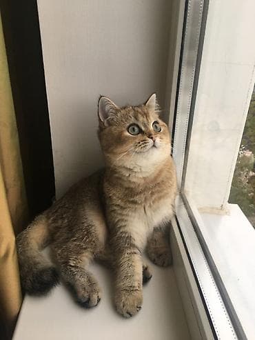 Qızıl şinşilla, Erkək, Cütləşmə üçün