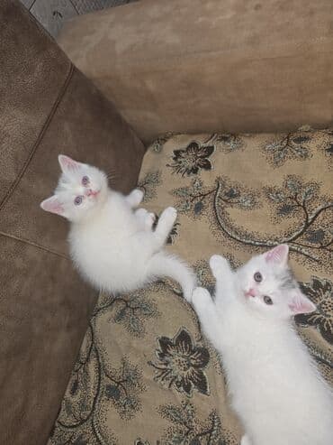 котята в баку бесплатно: Самка, Платная доставка — 1