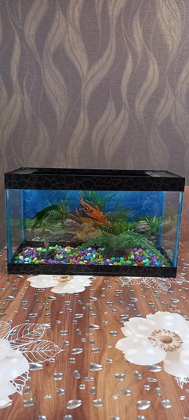 bit darağı: Akvaryum satılır – dekorativ mini akvaskeyp komplekti. - Düzbucaqlı — 1