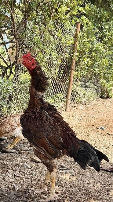 at satisi qiymetleri: Xoruz, Heyratı, il: 2, Ünvandan götürmə, Ödənişli çatdırılma, Rayonlara çatdırılma — 1