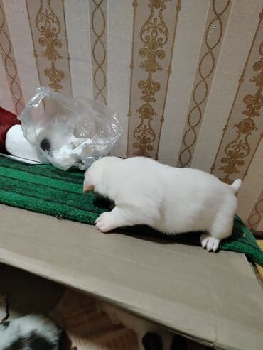 диск: Симулятор — 2