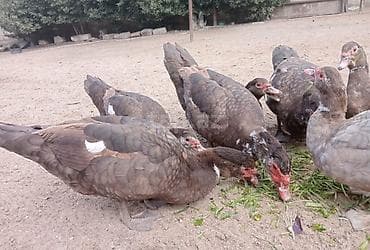 lal ördək: Salam 5 disi 3 ərkeydi heyvanar yumurtdayir tek tek disiler 30 çanat — 5