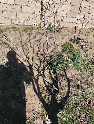 Ağaclar: Heyva Ağacı Məhsul: Meyvə ağacı (çoxgövdəli kol tipində) Təsvir: - — 1